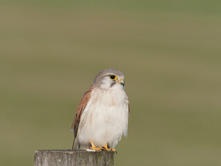 Nankeen Kestrel (Falco cenchroides) perched on a timber fence post with bokeh background at Maitland New South Wales Australia