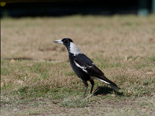 Australian magpie (Gymnorhina tibicen) standing alone on grass