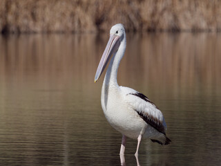 Australian Pelican (Pelecanus conspicillatus) standing in shallow water of a lagoon enjoying the early morning golden light with shoreline in background.