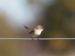 Superb Fairywren (Malurus cyaneus) perched on a wire fence with bokeh background at Maitland New South Wales Australia