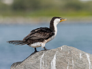 Little Pied Cormorant also known as Little Shag or kawaupaka (Microcarbo melanoleucos) perched on a rock with water in the background