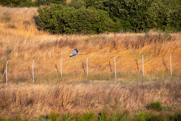 A bird is captured mid-flight over a dry grassy field with a wire fence and dense green trees in...