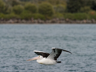 Australian Pelican (Pelecanus conspicillatus) in flight over ocean water