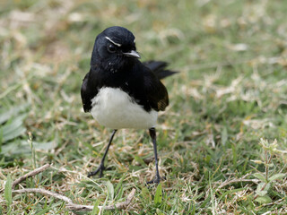 Willie Wagtail or Willy Wagtail (Rhipidura leucophrys) closeup standing on green grass