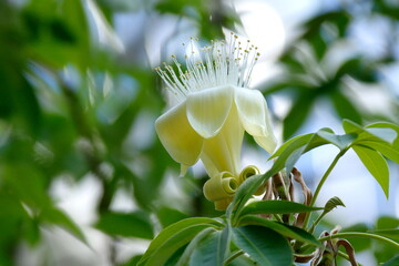 バオバブの花
