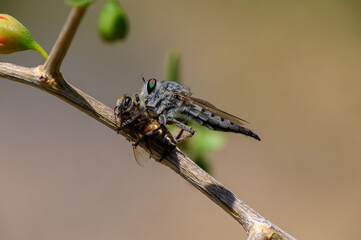 Robber Fly with Captured Bee on Branch, Macro Shot