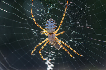 Large Spider Eating a Butterfly on Web, Macro Photography