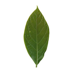 Avacado leaf isolated 2