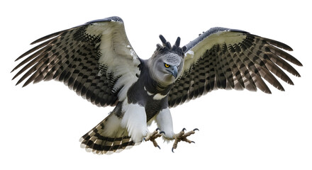A harpy eagle with its wings spread wide and talons extended against a white background in flight