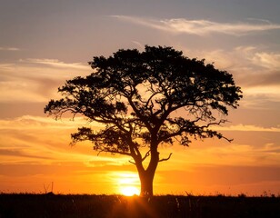 Silhouette tree at sunset (1)