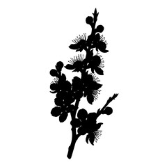 Naklejka premium Black silhouette of cherry blossoms on white background silhouette isolated on white background
