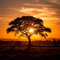 Silhouette tree at sunset