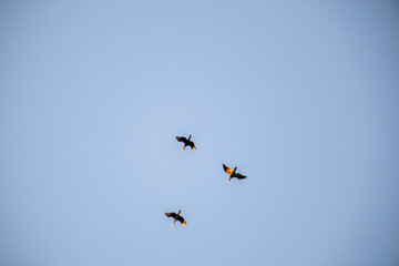 Three dark seabirds, illuminated with orange highlights, fly in formation against a calm, pale blue sky. The minimalist composition captures the grace and simple beauty of synchronized aerial movement