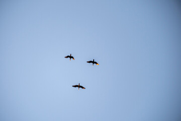 Three dark seabirds, illuminated with orange highlights, fly in formation against a calm, pale blue sky. The minimalist composition captures the grace and simple beauty of synchronized aerial movement