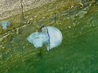 The barrel jellyfish, the dustbin-lid jellyfish or the frilly-mouthed jellyfish (Rhizostoma pulmo, synonym R. octopus) in port. Granville, Lower Normandy, France