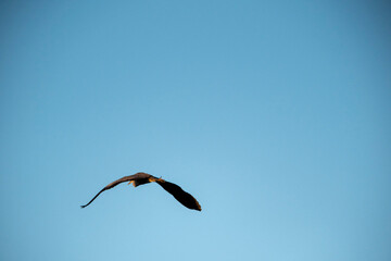 A bird in flight, seen from behind, against a clear blue sky. The bird's wings are spread, capturing the light.

