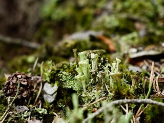 A brown fruited Pyxie Cup in the difficult Cladonia chlorophaea complex. Uppsala country, Sweden