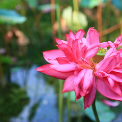 Close up of outdoor pink double petaled lotus flowers