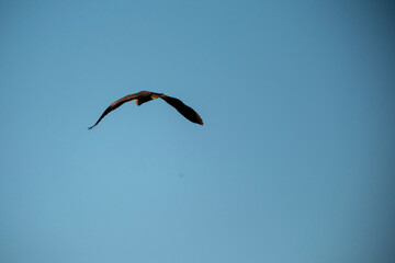 A bird in flight, viewed from behind, against a clear expanse of blue sky. Its outstretched wings catch the light as it soars freely. A captivating moment of avian grace in nature's wide open canvas.
