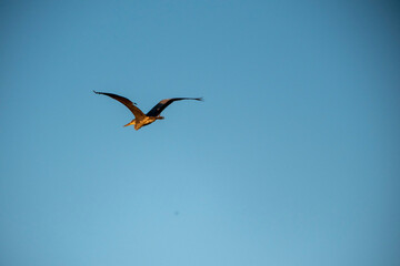A bird in flight, viewed from behind, against a clear expanse of blue sky. Its outstretched wings catch the light as it soars freely. A captivating moment of avian grace in nature's wide open canvas.
