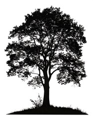 Silhouetted tree on hill