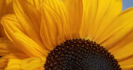 Starting close-up lens panning and zooming out in studio to reveal yellow petals and brown seedhead - Powered by Adobe