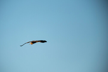 A large bird flies across a vast, clear blue sky, captured in side profile. Its body is illuminated by the sun's warm, golden light as it glides with its wings slightly tucked back, embodying open-air