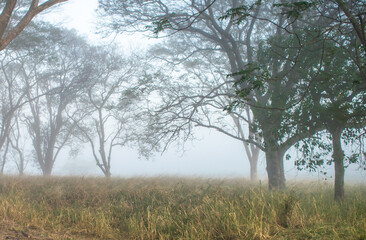 Dawn with fog