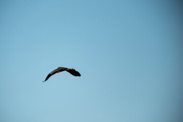 A large bird glides through a clear blue sky, viewed in side profile. Its wings are curved in a powerful pose, with the sun's golden light catching its underside, conveying a feeling of effortless, op
