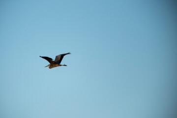 A large bird soars across a wide, clear blue sky, captured in side profile. Its wings are in full spread, and its underside is brightly illuminated by the sun's warm, golden light during a moment of g
