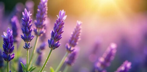 Close-up of fragrant lavender blossoms, bathed in soft sunlight, evoking serenity and peace Perfect for meditation, aromatherapy, and spiritual wellness imagery , wellness, purple flowers