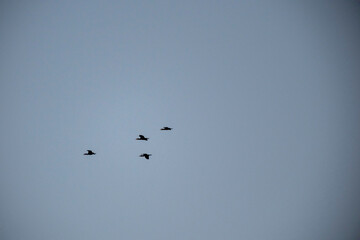 Five small birds are seen flying in a loose formation against a pale, clear blue sky. The distinct silhouettes of the birds suggest themes of collective journey, freedom, and the natural world's vastn