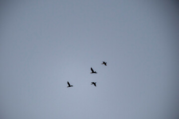 Four small birds are seen flying together in a loose formation against a clear, soft blue sky. The silhouettes of the birds convey a sense of freedom, migration, and the vastness of nature. Minimalist