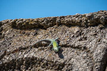 A vibrant green lizard rests on a textured stone wall under a clear blue sky. The photo highlights...
