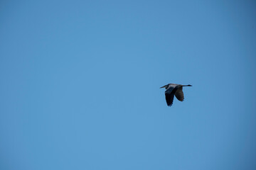 A majestic water bird, possibly a heron or egret, is captured in silent flight against a vast, clear blue sky. The dark silhouette highlights the powerful wing shape and peaceful solitary journey abov