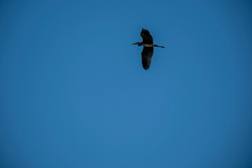 A series of four powerful silhouettes of large birds in various flight positions, set against a magnificent, clear blue sky. The visual collection beautifully captures the freedom and effortless grace