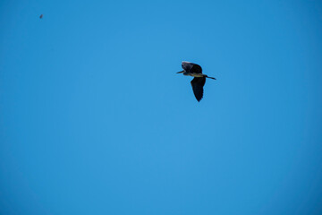 Bird in silhouette against a deep blue sky. A flying heron or crane captured in a high-contrast wildlife image, emphasizing freedom, flight, and the vastness of the sky. 
