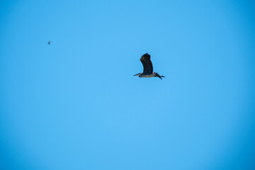 A dark silhouette of a heron or water bird gliding against a pure, bright blue sky. Minimalist image emphasizing the beauty of flight, freedom, and vast open space. Room for text.