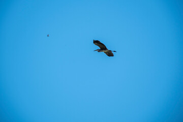 Series of a dark heron or water bird gliding against a pure blue sky. An inspiring minimalist image, perfect for themes of travel, hope, direction, and freedom. Ample negative space.