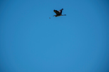 Bird in flight with its head tucked, captured as a dark silhouette against a calm, blue sky. Focus on the graceful, horizontal motion and the vast, peaceful atmosphere. Ideal for text overlay.
