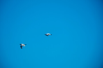 A deep, dramatic blue sky background highlighting the stark, dark silhouette of a water bird in flight. An atmospheric and minimalist composition focusing on high contrast and empty space for text ove