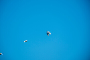 A stunning high-contrast image of a large bird in full wing-beat against an intense blue sky. Dynamic motion captured in a minimalist style, ideal for energetic themes, backgrounds, and copy space.