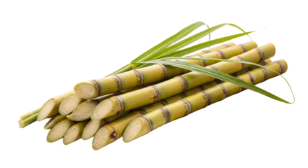 Bundle of fresh sugarcane stalks with green leaves isolated on transparent background
