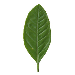 Lemon isolated leaf 1