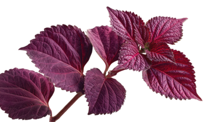 Close-up of vibrant purple leaves on a branch.  Dark, rich purple foliage, detailed textures, and a strong central stem are prominent