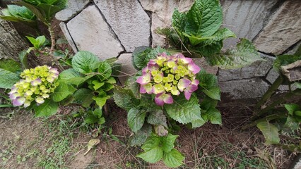 Hydrangea flowers growing by a stone wall with fresh green leaves and colorful petals in bloom. This photo is perfect for garden themes, nature photography, floral design,