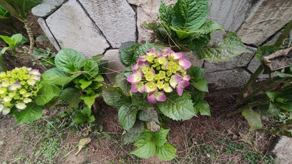Hydrangea flowers growing by a stone wall with fresh green leaves and colorful petals in bloom. This photo is perfect for garden themes, nature photography, floral design,