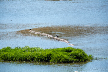 A small, bright green island of grass stands in the middle of a calm, murky pond. A quiet, detailed scene of a serene wetland habitat, focusing on water texture and natural serenity.