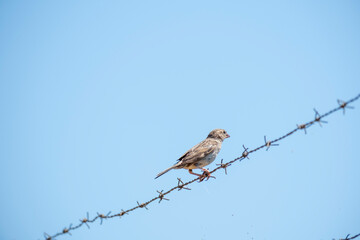 A small, speckled bird perches on rusted barbed wire against a bright, clear blue sky. A high-contrast image symbolizing freedom versus confinement, or natural life in a structured environment.