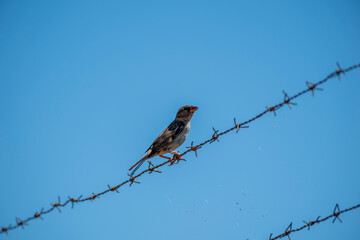 A small bird perches on rusted barbed wire against a vibrant blue sky. A high-contrast, minimalist image focusing on nature's resilience and adapting to man-made structures.